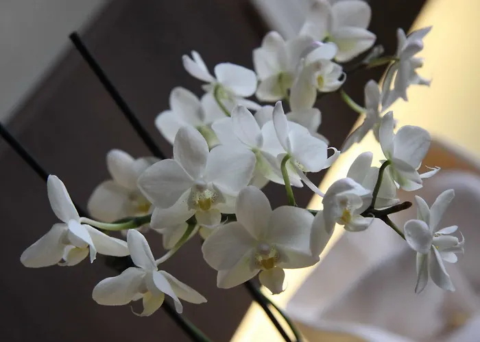 Ξενοδοχείο Lh Sirio Βενετία