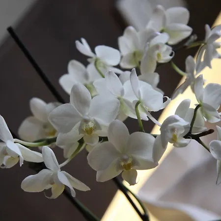 Hotel Lh Sirio Venice